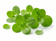 Brahmi