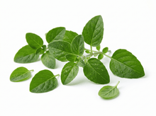 Tulsi